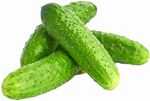 Огурец колючий тепличный (ОД)
